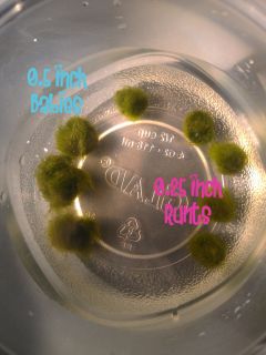 Marimo Moss 2 Balls 0 25 inch 6 4 mm each USA raised set of two