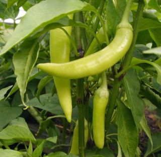 Banana Pepper Seeds Sweet Banana 50 Survival Garden Heirloom Non GMO 