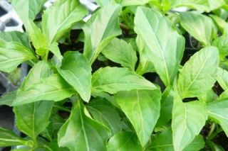 Green Pepper Basil Herb Plant Hard to Find Variety