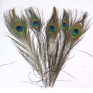 Newly listed 100 natural peacock tail feathers, about 25 30cm