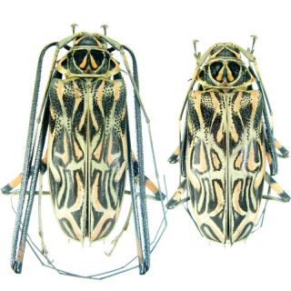 Insect   Acrocinus longimanus   Junin,Peru   Pair 67mm .