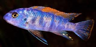 African Cichlids 1 5 Mpanga Red Rock Live Fish