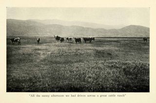 1913 Print Cattle Cow Agriculture Field Ranch Farm Landscape Mountains 