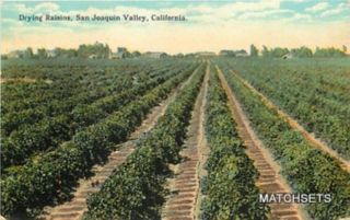   JOAQUIN VALLEY, CALIFORNIA Drying Raisins agriculture Farming postcard