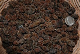 150 Tiny Alder Real Pine Cones Pinecones