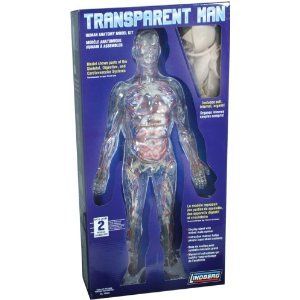 Lindberg Transparent Woman anatomy model kit NIB 76013