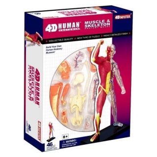 4D Puzzle Human Anatomy 3D Model Muscle Skeleton NIB Biology Medical 