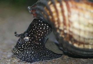   Rabbit Snails for You Fish Tank or Aquarium Tylomenia Snail