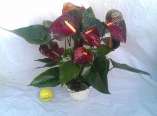 Anthurium Otazu Plant in 6 Pot with Flowers Chocolate Burgundy Color 