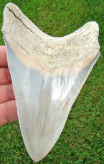 21 in. AURORA   LEE CREEK   Megalodon Shark Tooth