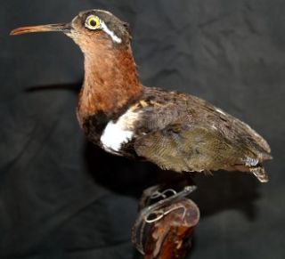 taxidermy male greater painted snipe bird mount search