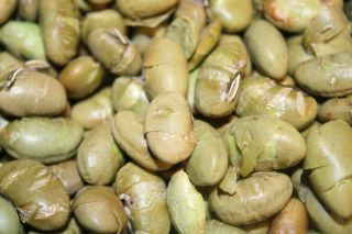 edamame roasted and lightly salted soy beans 5lbs