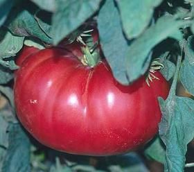 WATERMELON BEEFSTEAK   An Heirloom tomato is a large oblong beefsteak 