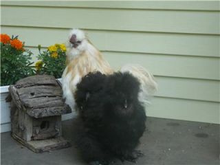 Pure Bred Dutch Paint Silkie Hatching Eggs Very RARE