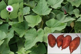 Edible Sweet Potato 25 Vines Slips Plants Spring SHIP