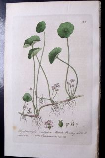 1834 Baxter Botanical Antique Print Marsh Penny Wort