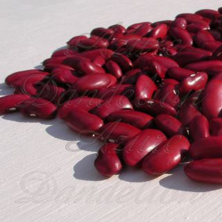 Heirloom Dark Red Kidney Bean Seeds by AzureDandelion