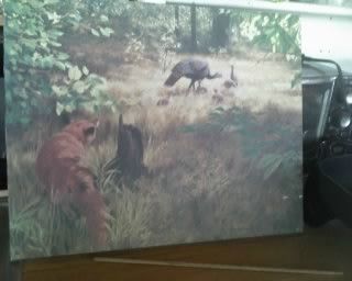 Vintage Tom Beecham Litho on Canvas Wild Turkey and Red Fox Wildlife 
