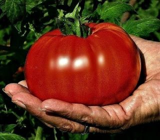 Ponderosa Beefsteak Huge Tasty Heirloom Tomato 25 Seeds
