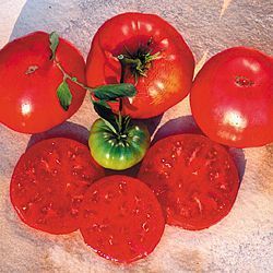 Organic Heirloom Beefsteak Tomato 50 Seeds