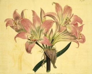 1000 Vintage Curtis Botanical Flower Floral Images CD