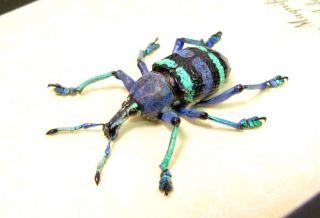 Real Framed Weevil Beetle Purple Eupholus Magnificus 2339