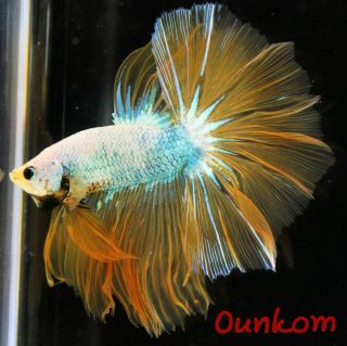   White Blue Fancy Over Halfmoon Male Live Betta Fish Imported