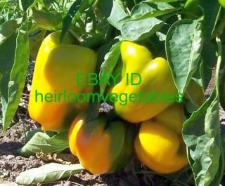 30 Yellow Giant Sweet Bell Peppers Seeds Heirloom Same Day Shipping 
