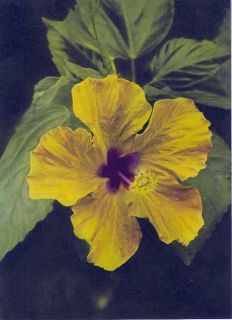 Yellow Hibiscus Edithe Beutler 1940s Matted Art Hawaii