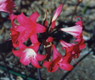 New Amaryllis Belladonna Hybrids Red White Pink Bulbs
