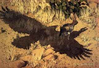 Bev Doolittle Escape by A Hare Deluxe Framed Signed and Number 
