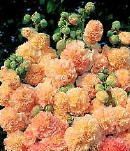 Hollyhock Peaches N Dreams Flower Seeds Unusual Color