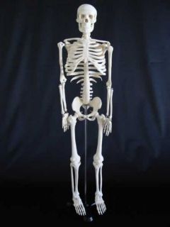 Dr. Bones Medium Size Skeleton will help you achieve some impressive 