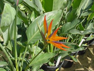 Orange Bird of Paradise Big 1gal Live Plants Strelitzia Reginae