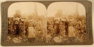 Harvesting Vineyard Grapes Bingen Germany Stereoview 1898