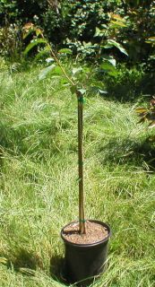 Grafted Bing Cherry Tree 5 Gallon W/ Pot & Soil