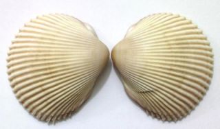 seashell bivalve vepricardium fimbriatum 36 mm