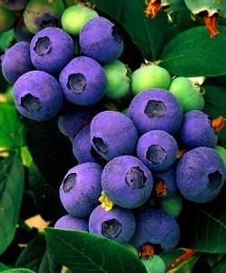 Hirts Top Hat Dwarf Blueberry Plant Bonsai Patio Outdoors 4 Pot 