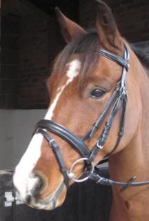 NEW KF EQUINE BLACK ENGLISH LEATHER FLASH BRIDLE COB WITH REINS