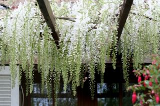   Floraison blanche abondante davril a mai, et une 2 eme floraison