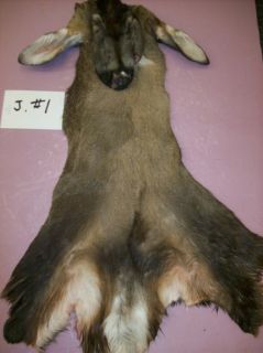 24 Southern DEER TAXIDERMY CAPE antlers hides elk