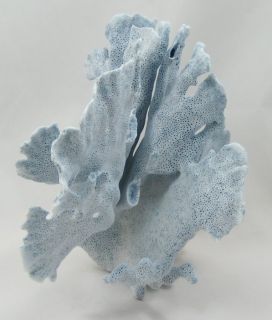   are the pictures of the piece of blue ridge coral you are bidding on