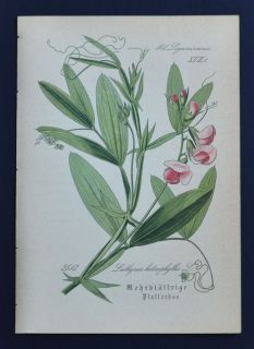 Antique Botanical Print 1886 Sweet Pea Vetchling Lathyrus 