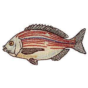 Black Sea Bream Saltwater Game Fish Iron on Patch