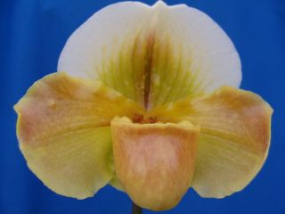 Paphiopedilum Stan Brashear ladyslipper orchid
