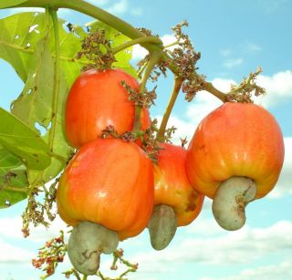   GENUINE CASHEW NUT TREE Seedling Anacardium occidentale Fruit & NUTS