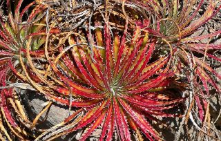 hechtia texensis is a terrestrial bromeliad that s found in