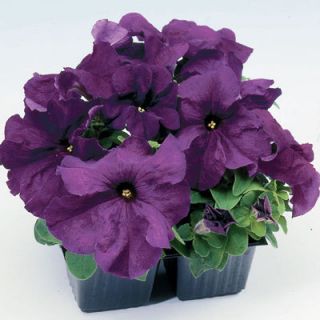 Limbo Deep Purple Petunia 25 Seeds A Whole New Breed
