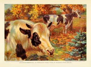   Holstein Friesian Cattle Cow Breed Herd Wildlife Edward Herbert Miner