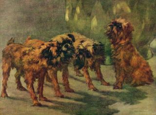 Vintage Dog Print 1934 Brussels Griffon Dogs by Maud Earl